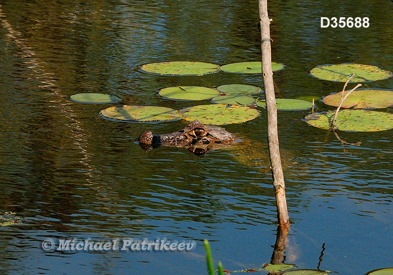Broad-snouted Caiman (Caiman latirostris)